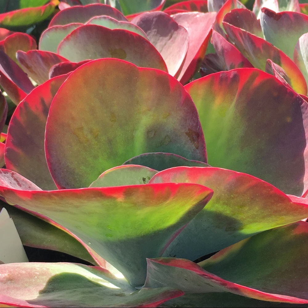 Meet your Posher, Debra